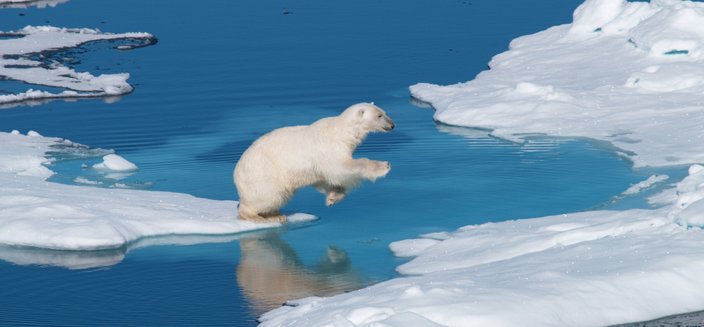 Artania -Eisbär in freier Wildbahn, Spitzbergen