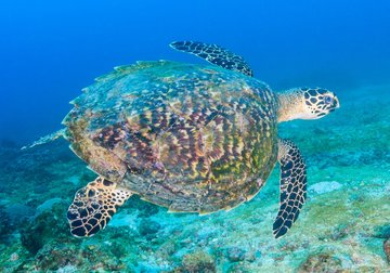 Schildkröte taucht durch türkises Wasser