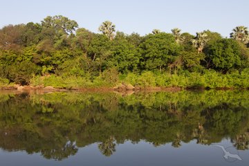Fluss schlängelt sich durch Mangroven