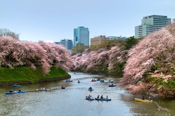 Kirschblütensee in Tokio, Japan
