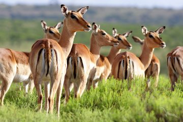 Antilopen Herde in Südafrika