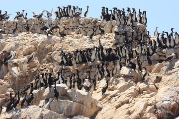 Vögel auf den Ballestas Inseln, Peru