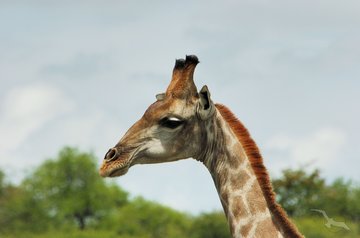 Giraffen in Südafrika