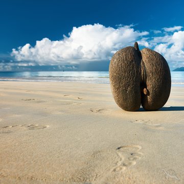Coco de Mer, Seychellen