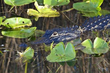 Alligator in schützendem Flussbett