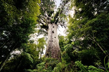 Beeindruckend hoher Kauri Baum, Neuseeland