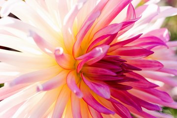 Bunt leuchtende Tropenblume