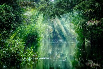 Flusslandschaft der Tortuguero-Kanäle, Costa Rica