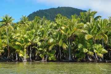 Kokosnussbäume auf der Insel Huahine in Französisch Polynesien