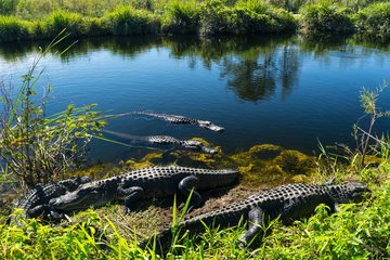Krokodile im Everglades Nationalpark in Florida, USA