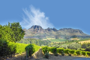 Weinplantage in Stellenbosch in Südafrika