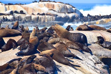 Robben sonnen sich auf Steinfelsen