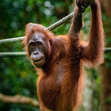 Orang Utan
