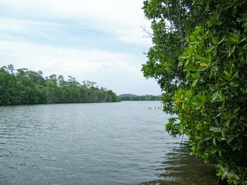 Der Koggala See umgeben von Mangrovenwald in Sri Lanka