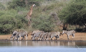 Zebras und Giraffe am Wasserloch