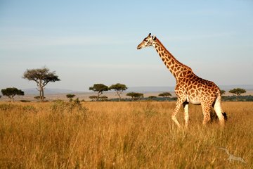 Giraffe in der Savanne