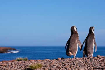 Pinguine an der Kueste Patagonia, Argentinien