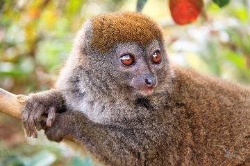 Lemur, Madagaskar