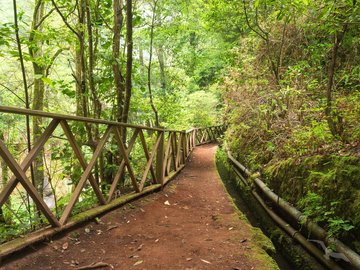 Pfad durch grünen Lorbeererwald auf La Palma, Kanarische Inseln