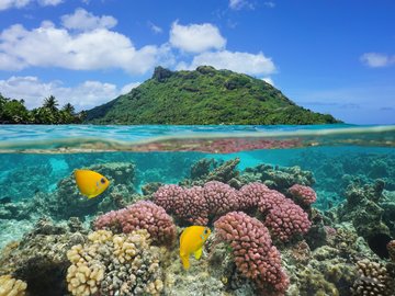 Unterwasserwelt vor Huahine, Französisch Polynesien