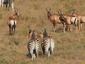 Zebras und Antilopen in Südafrika