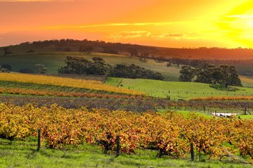 Barossa-Tal in Adelaide, Australien