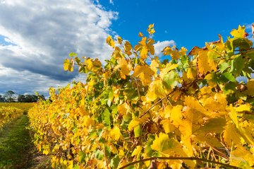 Region Yarra Valley, Australien