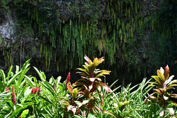 Hawaii, Kauai Wailua River State Park, Farngrotte